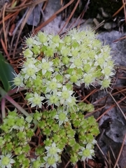 Hylotelephium maximum