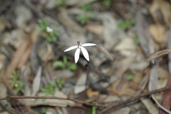 Caladenia saccharata