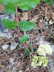 Hylotelephium maximum