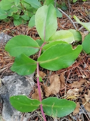 Hylotelephium maximum