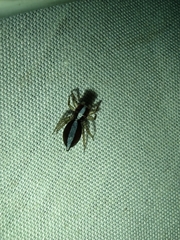 Eustiromastix spinipes