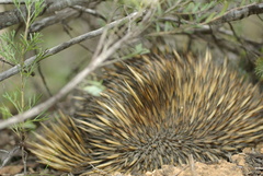 Tachyglossus aculeatus acanthion