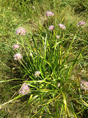 Allium validum