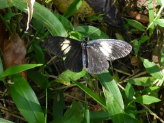 Altinote ozomene nox