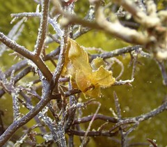 Cristiceps aurantiacus