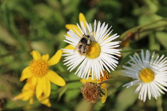 Erigeron flagellaris