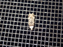 Endrosis sarcitrella