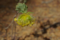 Pimelea suaveolens