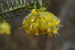 Pimelea suaveolens