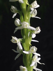 Platanthera dilatata leucostachys