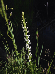 Platanthera dilatata leucostachys
