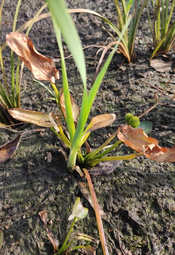 Image of Sagittaria natans by (c) Юлия, some rights reserved (CC BY)