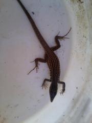 Aspidoscelis tigris stejnegeri