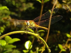 Sympetrum fonscolombii