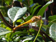 Sympetrum fonscolombii