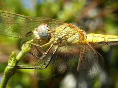 Sympetrum fonscolombii
