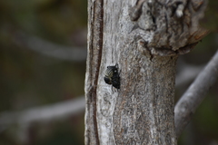 Psapharus ruficornis