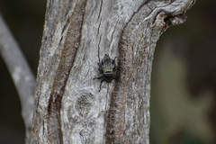 Psapharus ruficornis