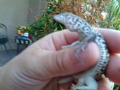 Aspidoscelis tigris stejnegeri