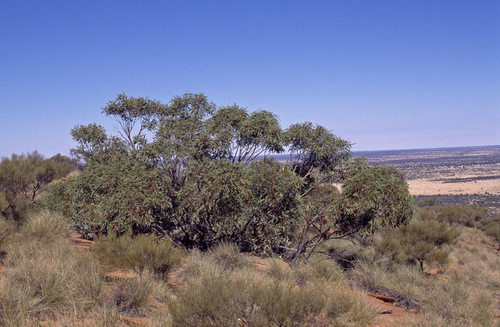 Central Australian Mallee Red Gum (Eucalyptus gillenii)