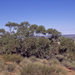 Eucalyptus gillenii - Photo (c) 
J.R. Connors, some rights reserved (CC BY)
