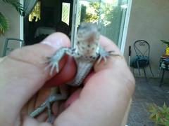 Aspidoscelis tigris stejnegeri