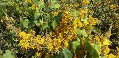 Aspicarpa hirtella