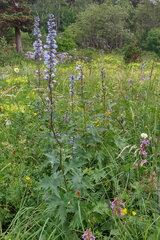 Delphinium flexuosum