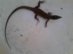 Aspidoscelis tigris stejnegeri