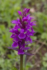 Dactylorhiza euxina