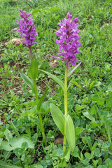 Dactylorhiza euxina