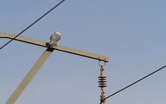 Elanus caeruleus
