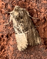 Meropleon diversicolor