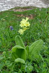 Primula