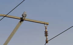 Elanus caeruleus