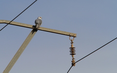 Elanus caeruleus