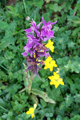 Dactylorhiza urvilleana