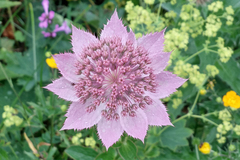 Astrantia maxima