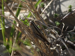 Ramburiella hispanica