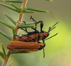 Rhinotia haemoptera