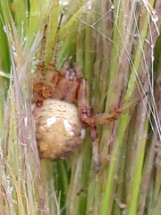 Araneus marmoreus