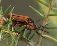 Rhinotia haemoptera