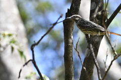 Myiodynastes maculatus