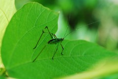 Phaneroptera nigroantennata