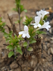 Dyschoriste burchellii