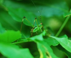Phaneroptera nigroantennata