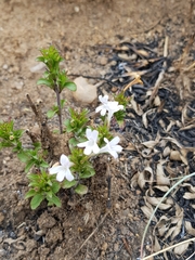 Dyschoriste burchellii