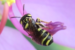 Ceratina collusor