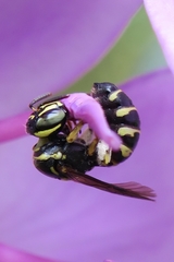 Ceratina collusor