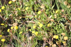 Coronopifolia